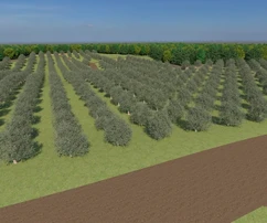 Istrie, Bale, terrain agricole avec potentiel de développement à vendre