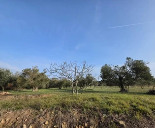 Petrčane-i olajfaültetvény panorámás kilátással és bekötőúttal