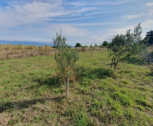 Zemědělská půda, olivový háj, studna hluboká 99 metrů, oplocená