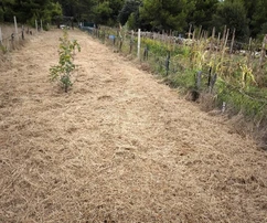 Terreno agrícola con jóvenes higueras