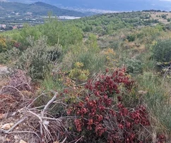 Trogir, Plano, terreno agrícola 6353 m2, vista al mar, carretera