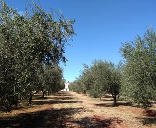 Grundstück Umag, 10.292m2