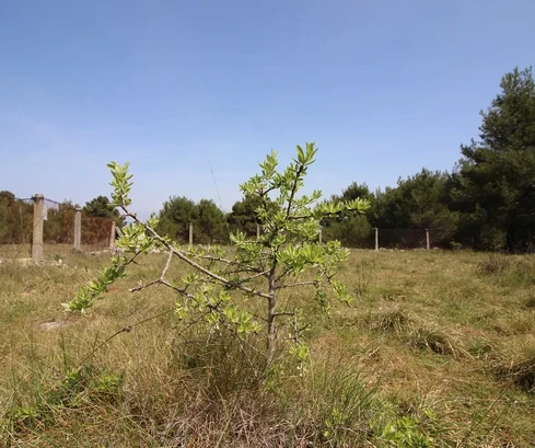 Terreno agricolo 541 m²