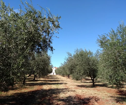 Działka Umag, 10&nbsp;292&nbsp;m2