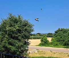 Poreč, Istrie: Moderní apartmán s výhledem na moře