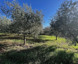 Istria, Tar, działka rolna z gajem oliwnym na sprzedaż