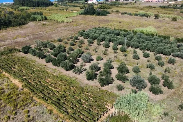 Olivar cerca del centro de Privlaka