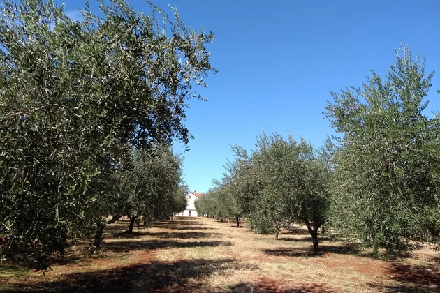 Terrain Umag, 10 292 m2