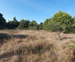 Poľnohospodárska pôda s olivovníkmi, blízko domov