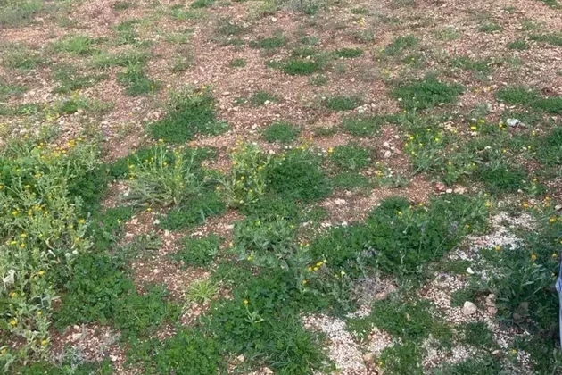 Trogir, Krbani, działka budowlana 562 m2, 280 m od morza i plaży