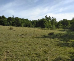 Das landwirtschaftliche Grundstück in Višnjan, Poreč steht zum Verkauf – ideal für verschiedene Zwecke!