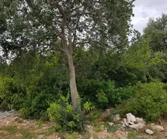 Čiovo, Okrug Donji, terreno edificable de 2872 m2, ventajoso, ubicación tranquila