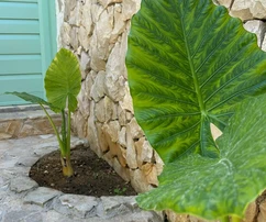 Impozantný kamenný dom na predaj v Privlake v Chorvátsku