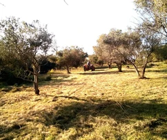 Agricultural land for sale with 30 old olive trees