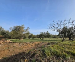 Uliveto a Petrčane con vista panoramica e strada di accesso
