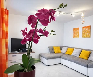 Uvala Soline - appartement au rez-de-chaussée avec jardin