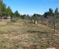 Terrain agricole avec jeunes oliviers
