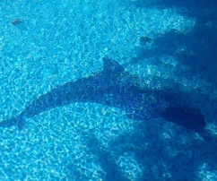 Opatija : Atemberaubende freistehende Villa mit Pool und Panoramablick auf das Meer