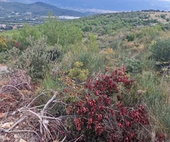 Trogir, Plano, agricultural land 3296 m2, sea view, road