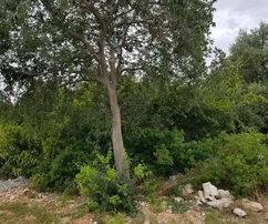 Čiovo, Okrug Donji, stavební pozemek 500 m2, cenově dostupný, klidná lokalita