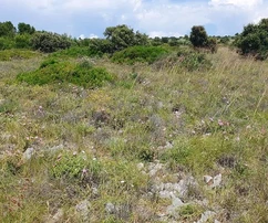 Landwirtschaftliches Grundstück 7168 m², Asphaltzugang. Meerblick.