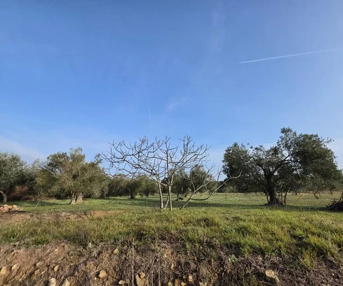 Petrčane olivový háj s panoramatickým výhledem a přístupovou cestou