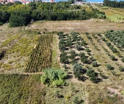 Uliveto vicino al centro di Privlaka