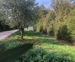 Building plot in Glavani, Istria, with olive trees and conceptual design for a house with pool
