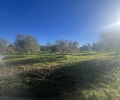 Istria, Tar, działka rolna z gajem oliwnym na sprzedaż