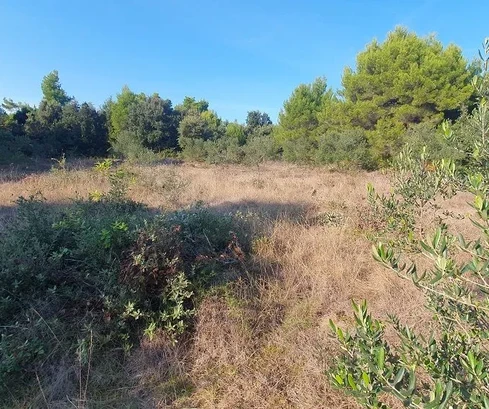 Landwirtschaftliche Fläche mit Olivenbäumen, in der Nähe von Häusern