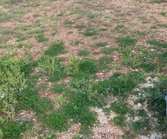 Trogir, Krbani, stavebný pozemok 562 m2, 280 m od mora a pláže