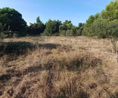 Mezőgazdasági föld olajfákkal, házak közelében