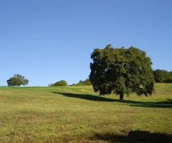 <p>Jedinečný pozemek v přírodě, obklopený lesem, Istrie, Poreč</p>