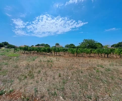 Pozemek Kaštelir, Kaštelir-Labinci, 1 430 m2