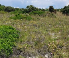 Agricultural land 7168 m², asphalt access. Sea view.