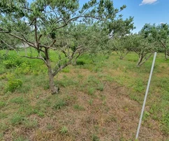 Kaštel Štafilić, zemědělská půda 2200 m2, přímo u dálnice,