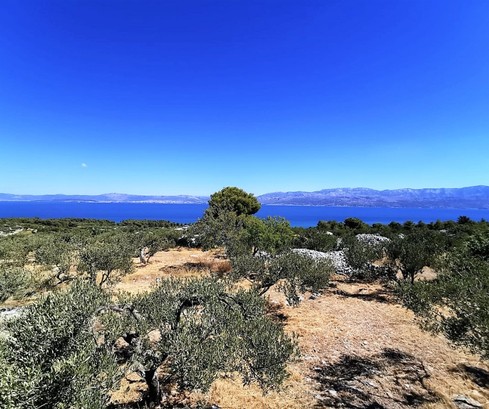 Brac Olive Grove Estate: 19,983 m2 of Serene Land