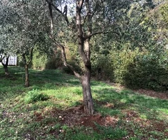 Building plot in Glavani, Istria, with olive trees and conceptual design for a house with pool