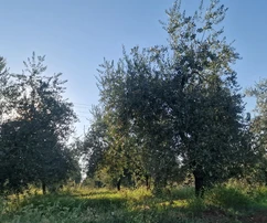 Terreno Umag, 8&nbsp;056&nbsp;m2