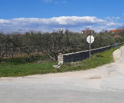 Venta de terreno edificable con casa auxiliar y olivos