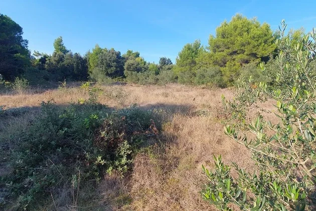 Agricultural land with olive trees, near houses