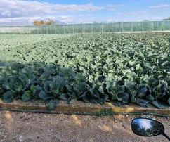 Trogir, Divulje, agricultural land 751 m2, only 120 m from the sea