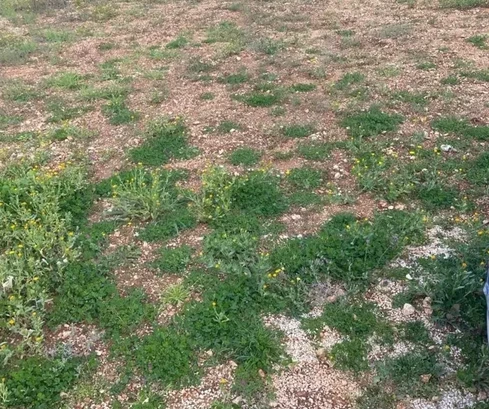 Trogir, Krbani, building plot 562m2, 280m from the sea and the beach