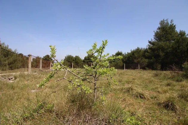 Mezőgazdasági föld 541 m²