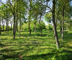 Istria, Muntrilj: Grande terreno con privacy