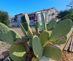 Reihenbungalow mit Garten auf der Südseite der Insel Vir