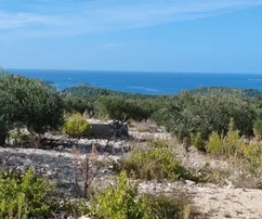 Rogoznica, agricultural land 8000m2, 1000m from the sea, 80 olive trees