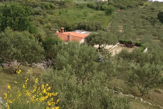 Trogir, Plano, maison de 70 m² sur un terrain de 5574 m², oliveraie avec 200 oliviers