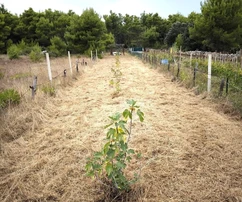 Agricultural land with young fig trees