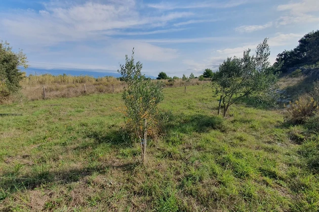 Poľnohospodárska pôda, olivový háj, studňa hlboká 99 metrov, oplotená